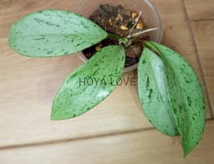 Hoya pubicalyx pink silver ghost