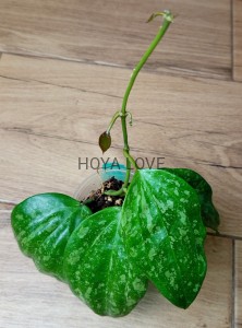 Hoya macrophylla snow queen