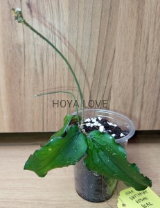 Hoya erythrina kedah peak