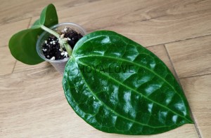Hoya latifolia