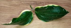 Hoya latifolia albomarginata round leaves
