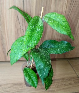 Hoya sp. previously vitellinodes