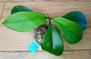 Hoya skinneriana