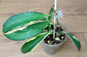 Hoya kentiana lori lyn albomarginata