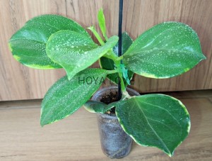Hoya pachyclada albomarginata