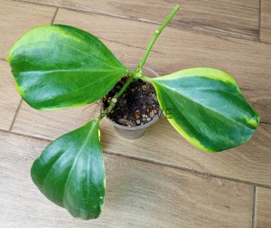 Hoya pachyclada albomarginata