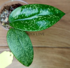 Hoya silver dollar
