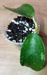 Hoya snow leopard