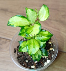 Hoya lacunosa bruno tricolor
