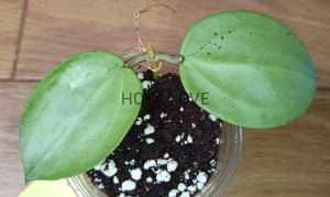 Hoya verticillata silver