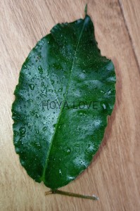 Hoya versteegii