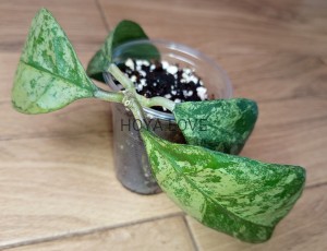 Hoya deykeae Morning Dew