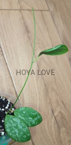 Hoya biakensis aff. indonesia