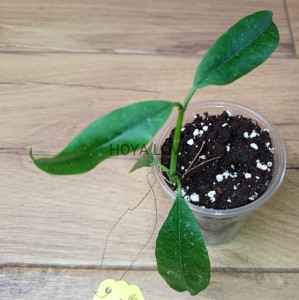 Hoya multiflora speckles