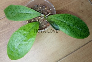 Hoya forbesii silver