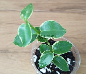 Hoya cummingiana albomarginata
