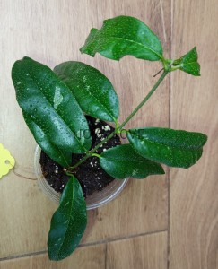  Hoya mappigera sabah (yellow corona)
