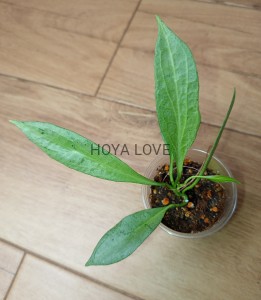 Hoya nicholsoniae new guinea ghost