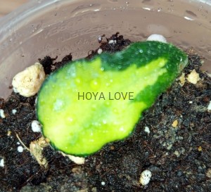 Hoya caudata variegata