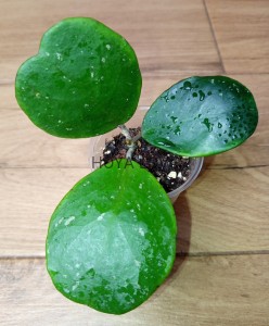 Hoya obovata amelia