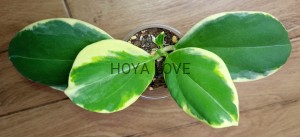 Hoya pachyclada variegata circle leaves