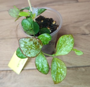 Hoya collina