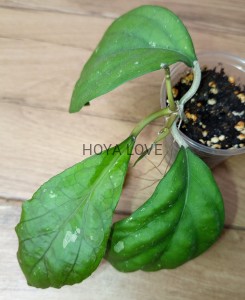Hoya priktai