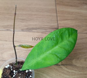 Hoya fauziana ssp. angulata