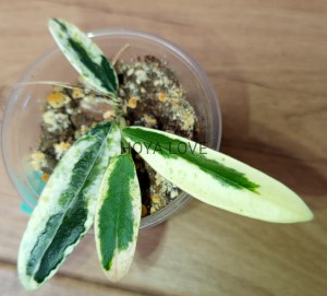 Hoya lyi prism