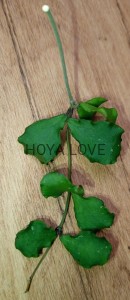 Hoya kanyakumariana