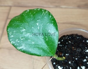 Hoya waymaniae cloudy sky