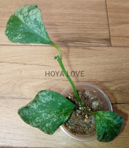 Hoya waymaniae cloudy sky
