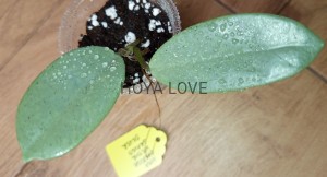 Hoya carnosa Wilbur Graves Silver