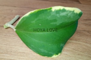 Hoya pachyclada variegata circle leaves