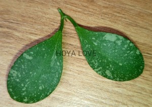 Hoya ETS-10