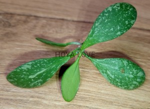 Hoya ETS-10