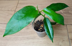 Hoya kaimuki