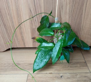 Hoya kaimuki