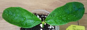 Hoya narcissiflora 
