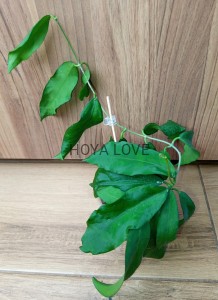 Hoya pimentaliana= cygayanensis