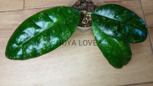 Hoya sp. kalsel