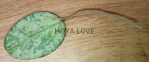 Hoya michele silver