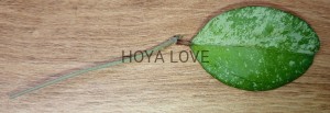Hoya michele silver