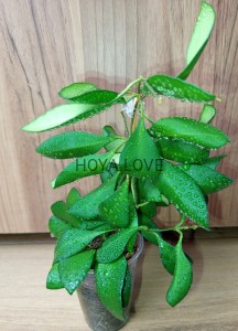 Hoya yellow sapphire