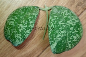 Hoya deykeae Morning Dew