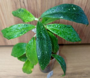 Hoya juannguoiana