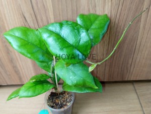 Hoya sp. borneo EPC-972