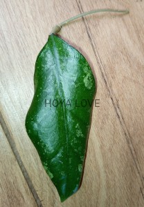 Hoya sp. borneo EPC-972