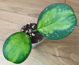 Hoya obovata variegata picta