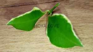 Hoya heuschkeliana albomarginata